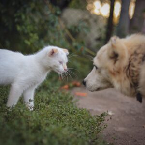 Pet Supplies Guide: Top 10 & Pet Care Rules