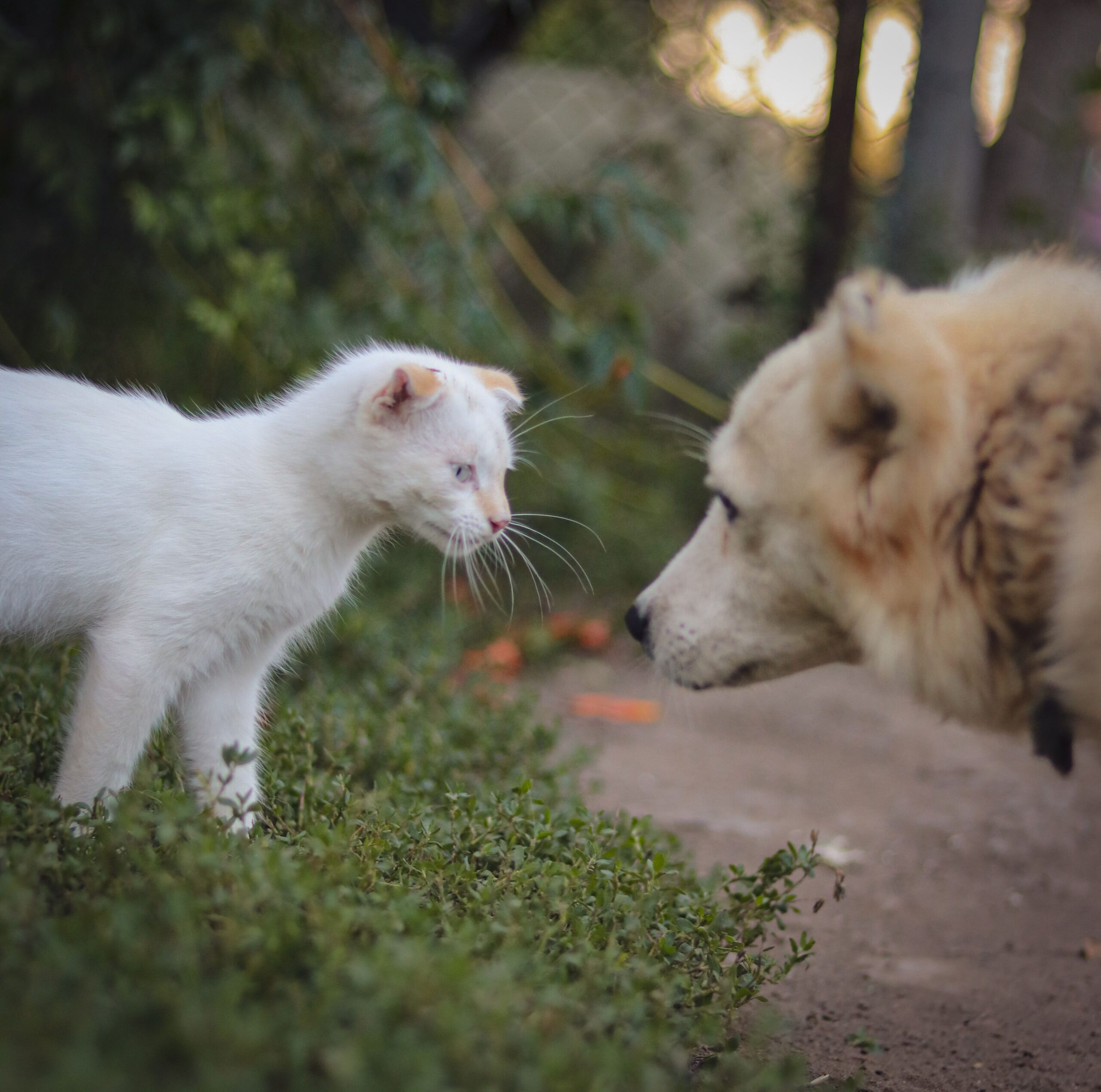 Pet Supplies Guide: Top 10 & Pet Care Rules